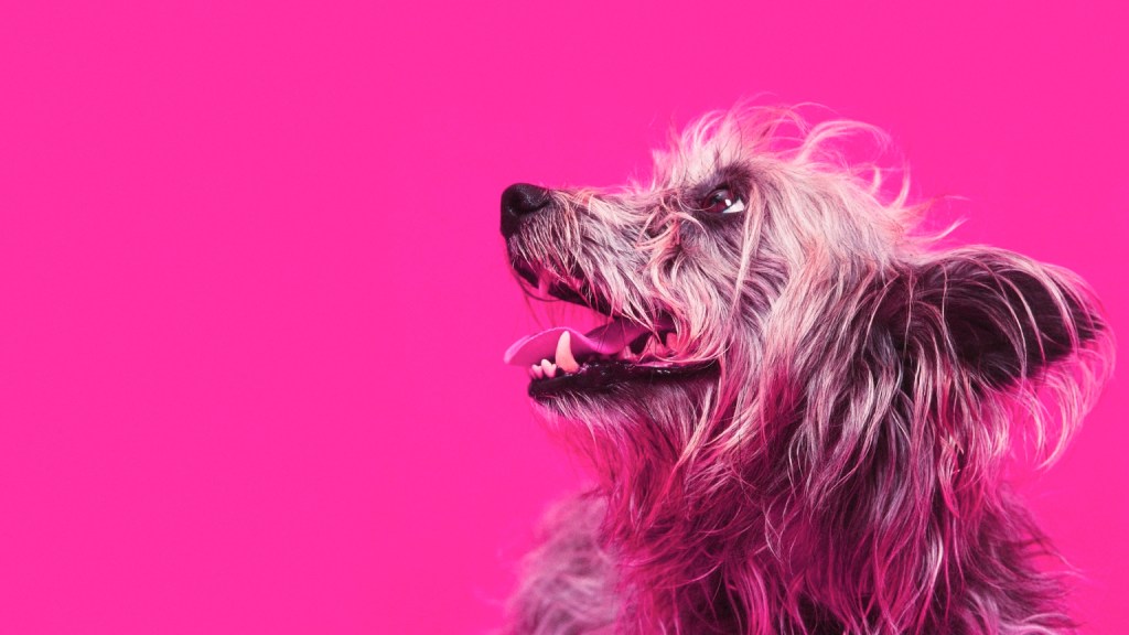 Shaggy dog with pink background