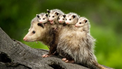 possum carrying babies for how to keep possums away