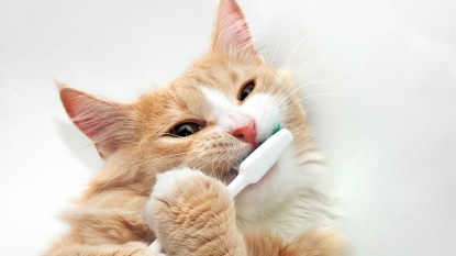 Orange and white cat holding toothbrush