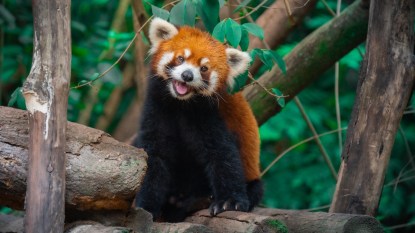 A red panda at the zoo