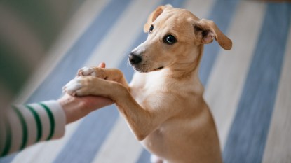 Dog putting paw on woman's hand why do dogs put their paw on you