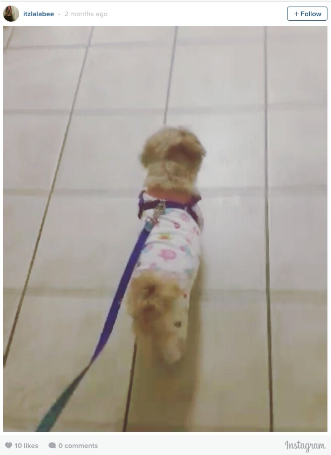 Dog Pajamas Running Errands