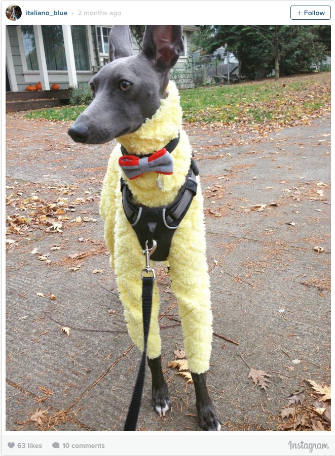 Dog Pajamas Greyhound Bow tie