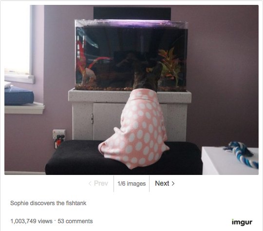 French Bulldog in Pajamas