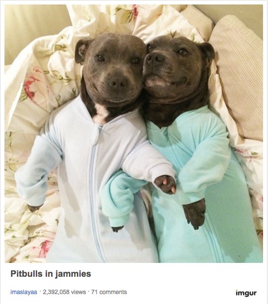Dog Pajamas Pit Bulls