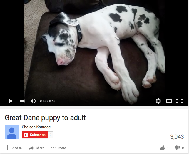 Great Dane Puppy