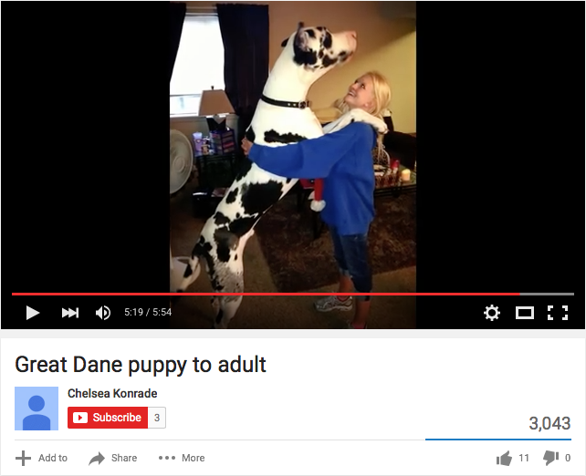 Great Dane Adult