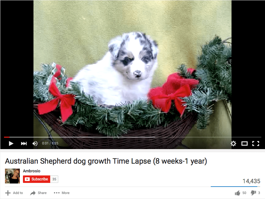 Australian Shepherd Puppy