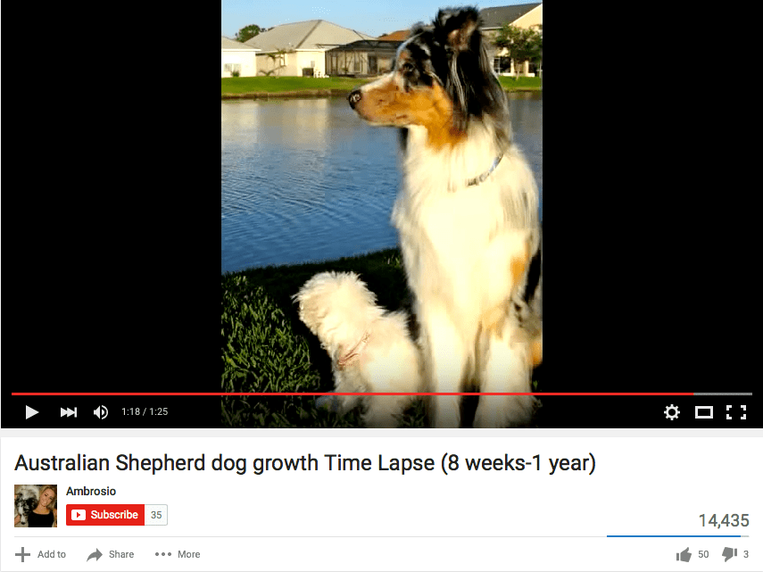 Australian Shepherd Adult