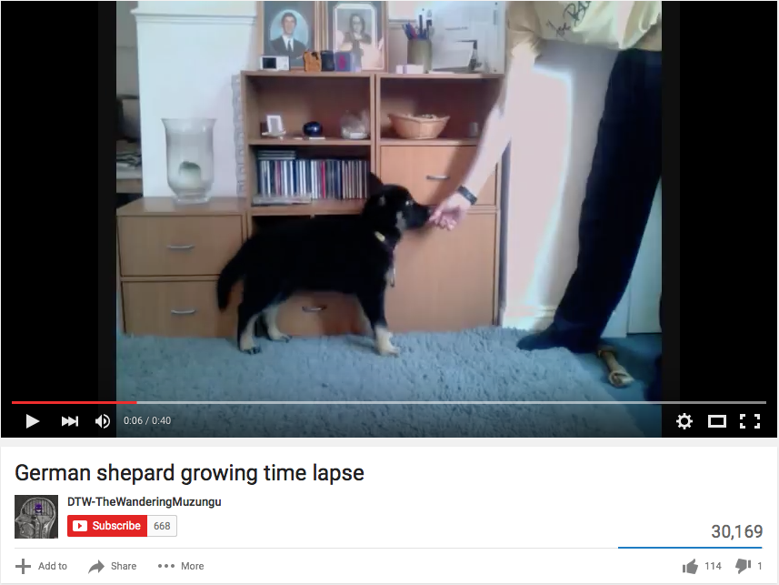 German Shepherd Puppy