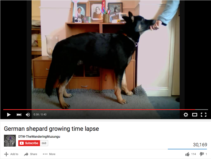 German Shepherd Adult