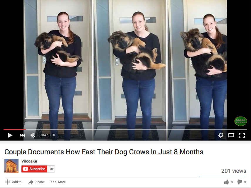 German Shepherd Puppy