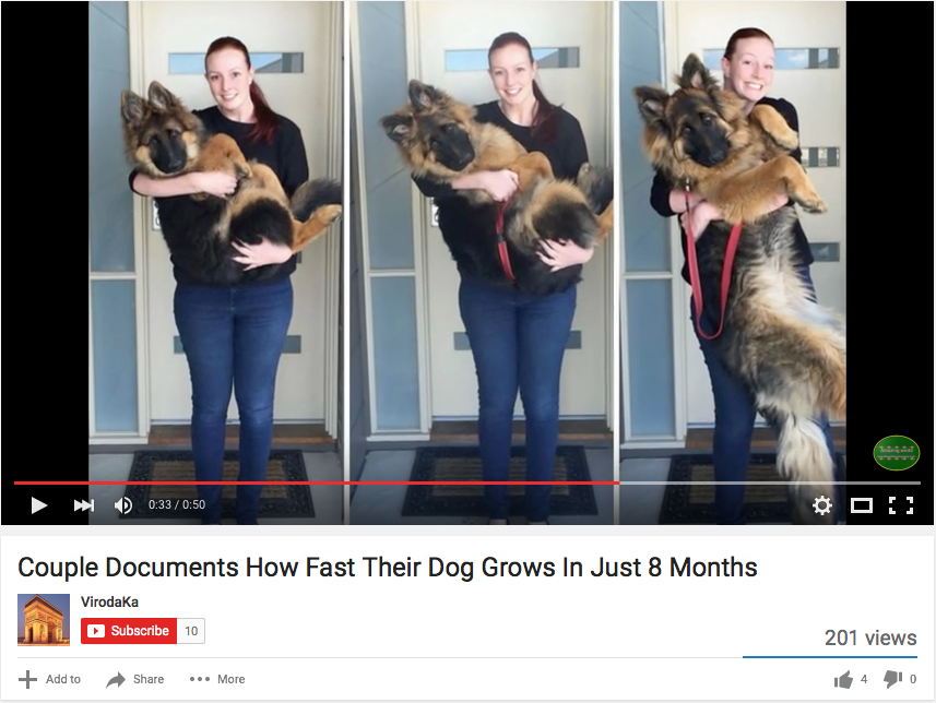 German Shepherd Adult