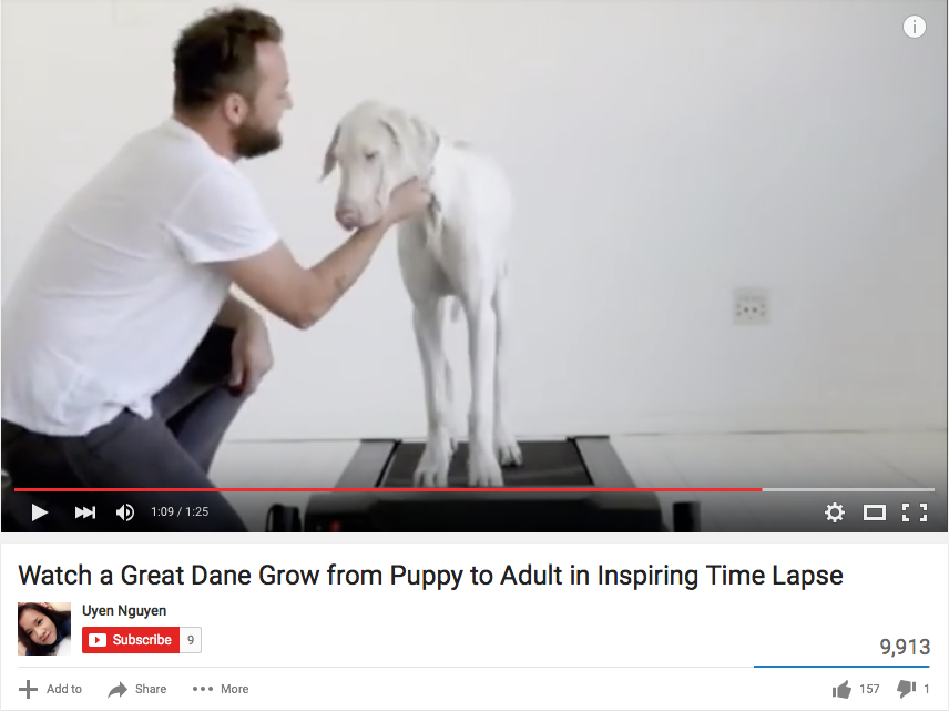 Great Dane Adult