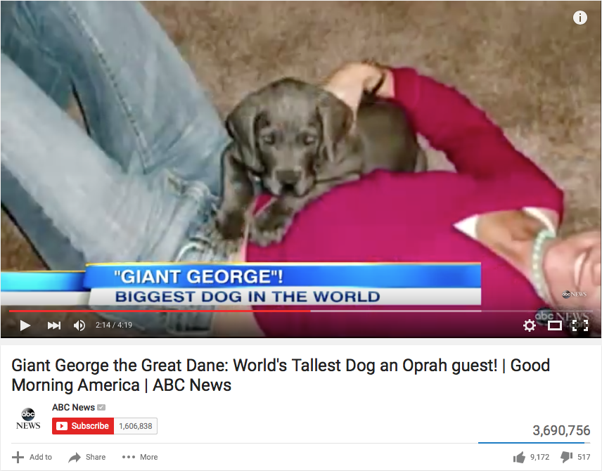 Giant George Puppy