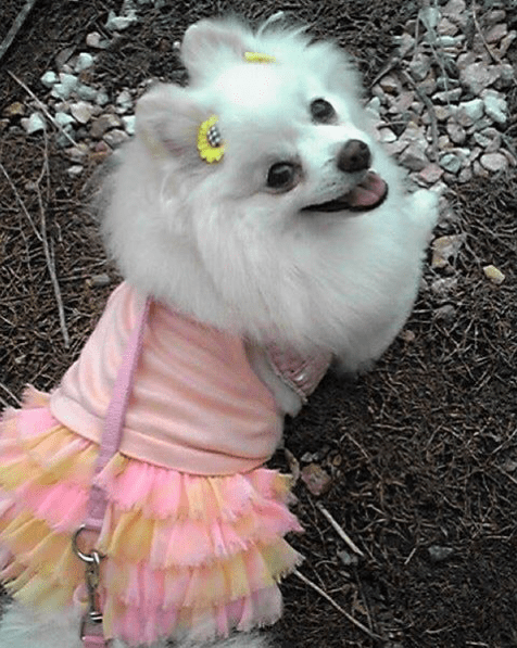 Princess Dog
