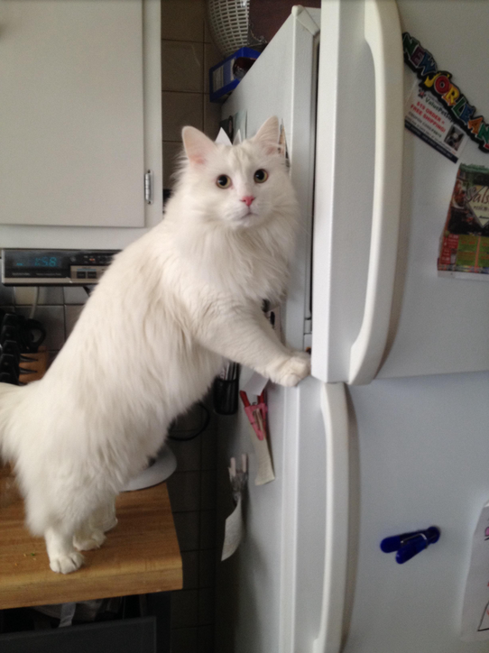 Guilty Animals Cat Breaking Into Freezer