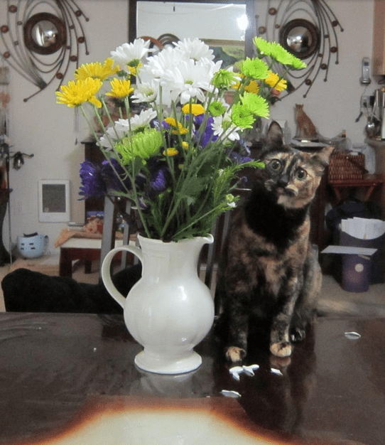 Guilty Animals Cat Eating Flowers