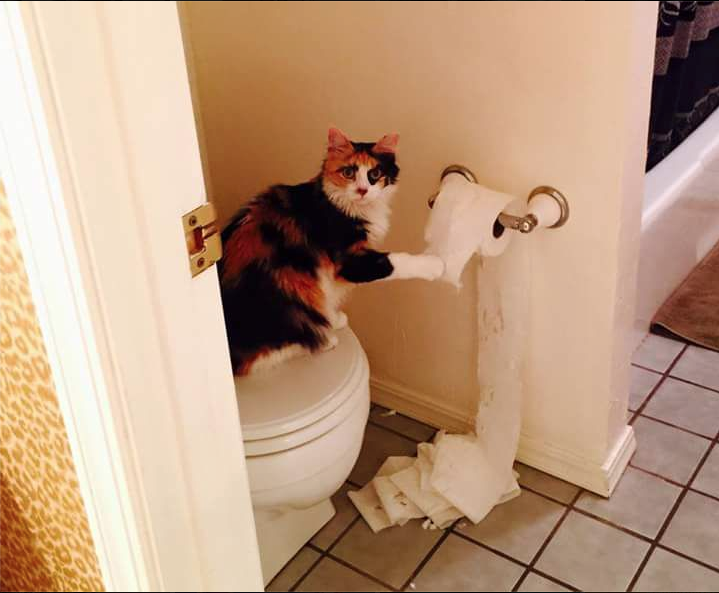 Guilty Animals Cat Toilet Paper