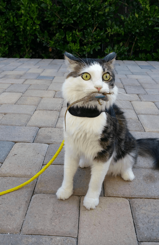 Guilty Animals Cat With Lizard