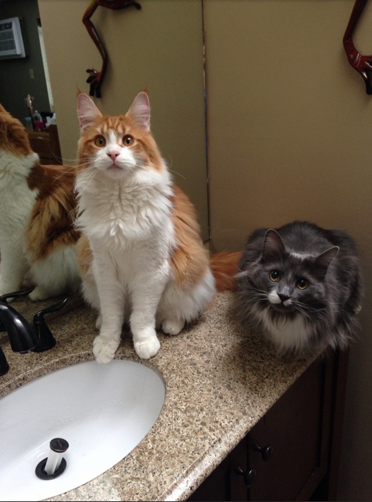 Guilty Animals Cats Drain Stopper