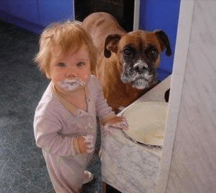 Guilty Animals Dog Accomplice