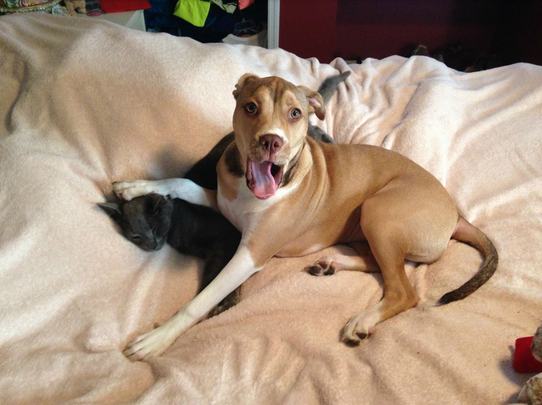 Guilty Animals Dog Annoying Cat