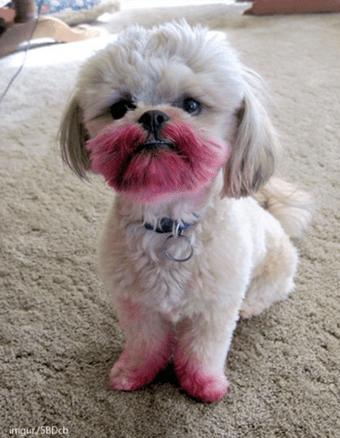 Guilty Animals Dog Ate Lipstick