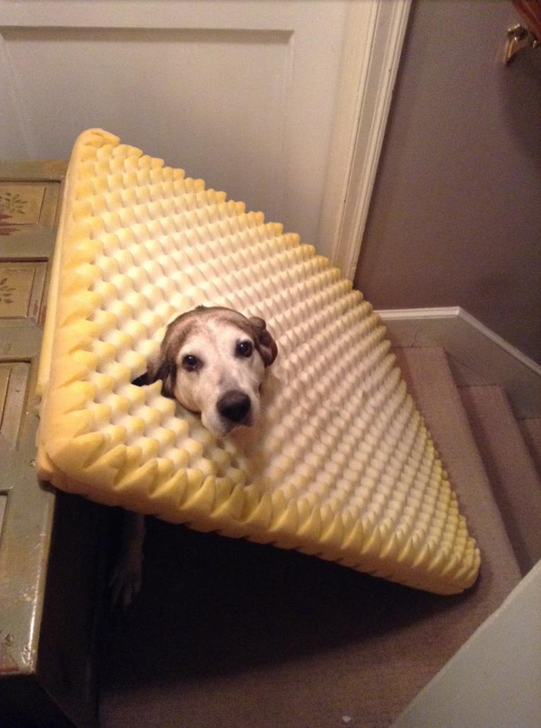 Guilty Animals Dog Couch Cushion