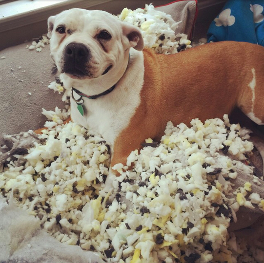 Guilty Animals Dog Grinning