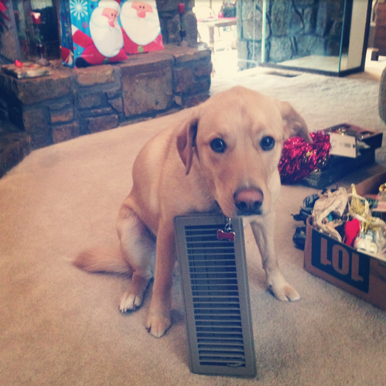 Guilty Animals Dog Sleeping On Vent