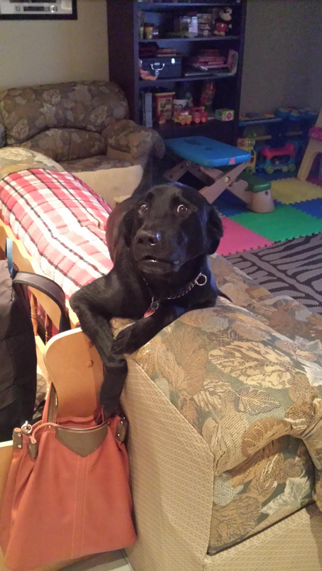 Guilty Animals Dog With Purse