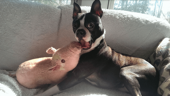 Guilty Animals Dog With Stuffed Pig