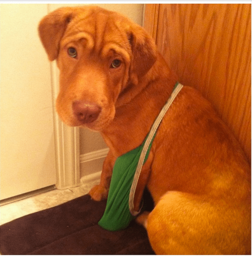 Guilty Animals Dog With Underwear