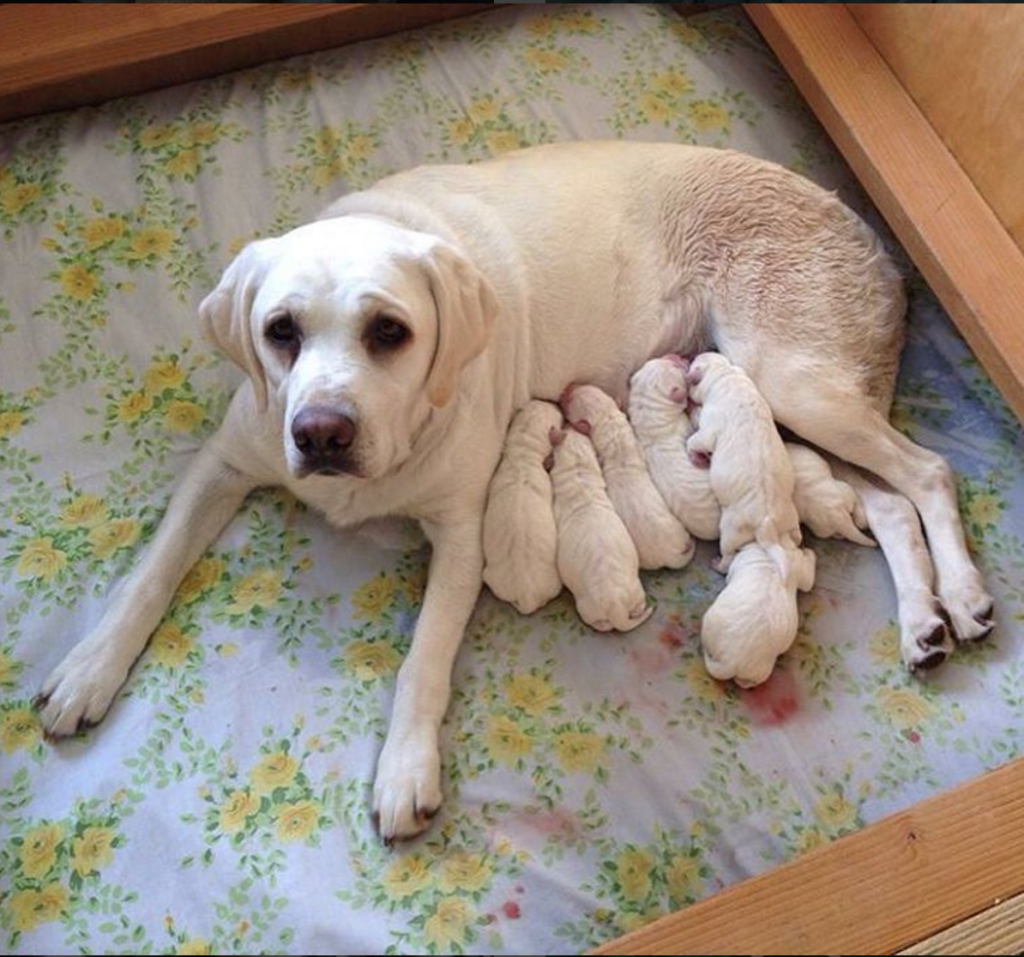 litter white pups