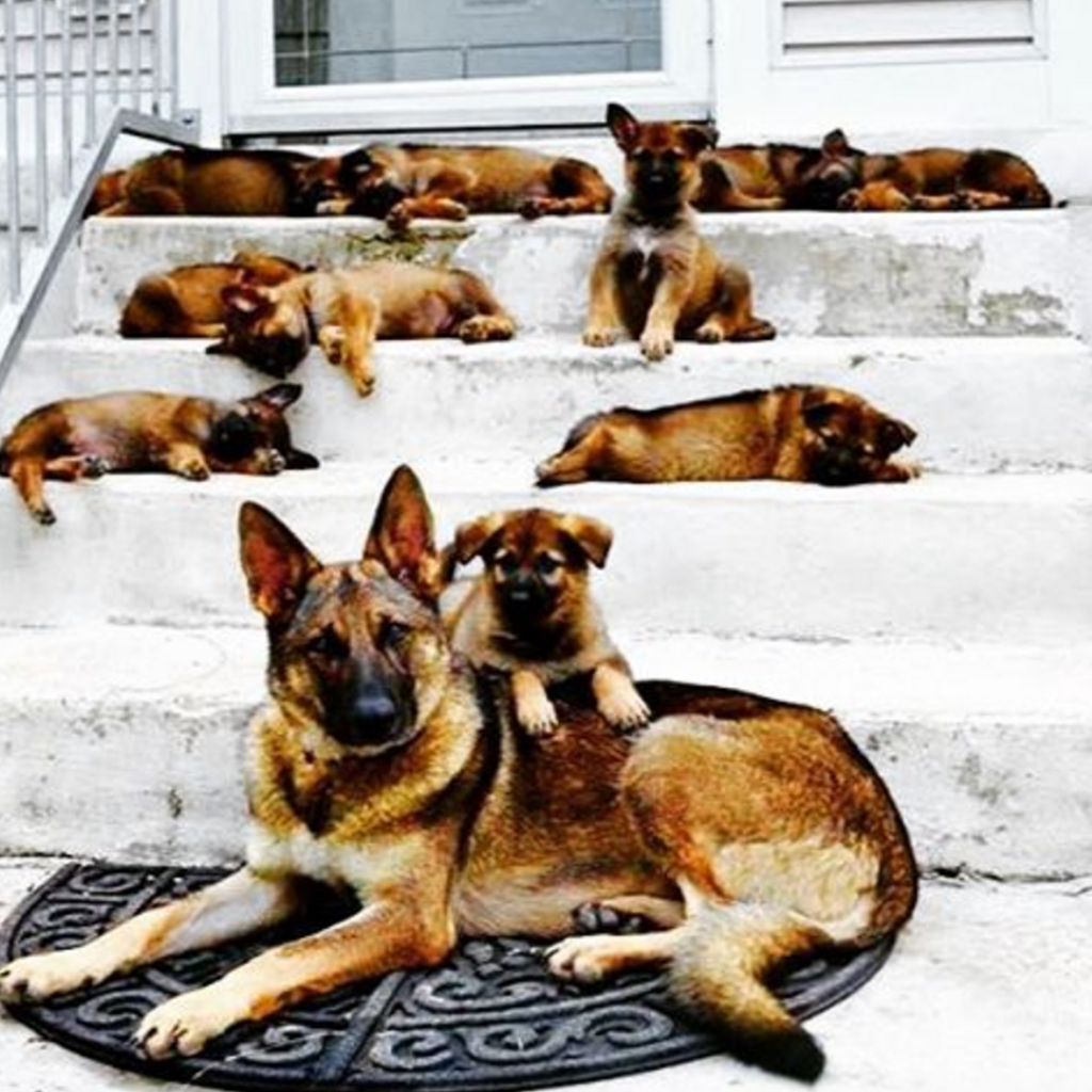 litter german shepherds