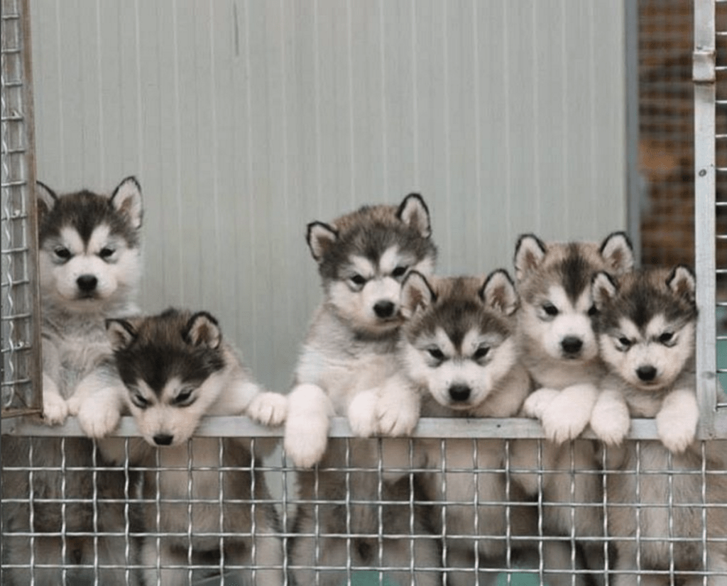 litter Alaskan malamutes