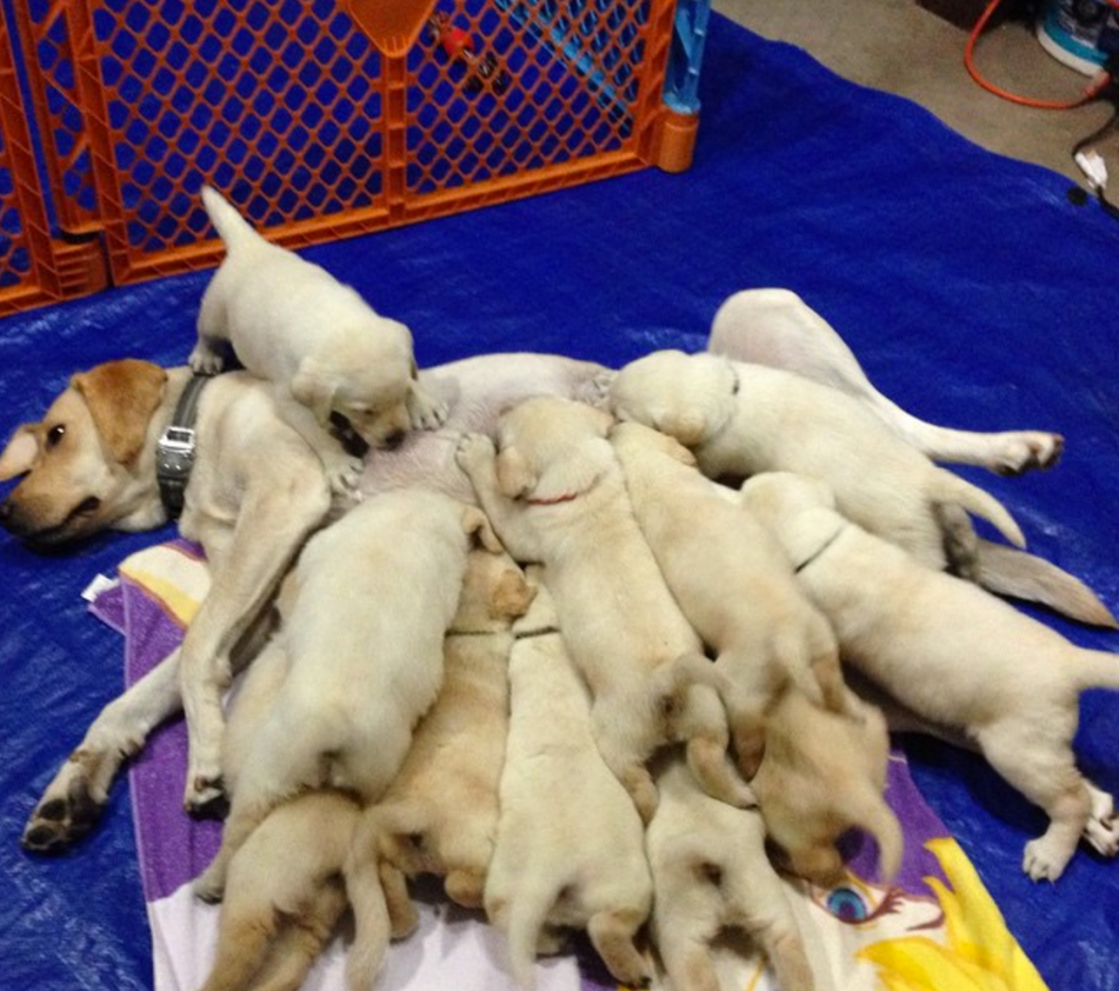 litter golden retrievers pile