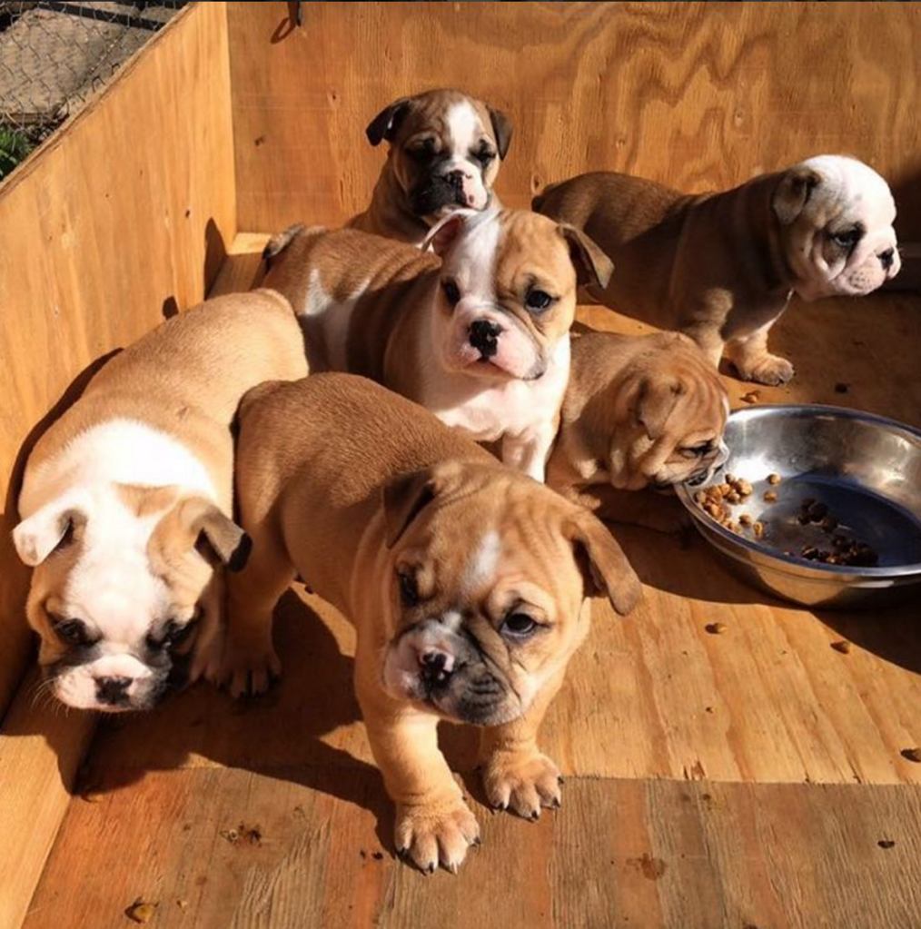 litter bulldogs