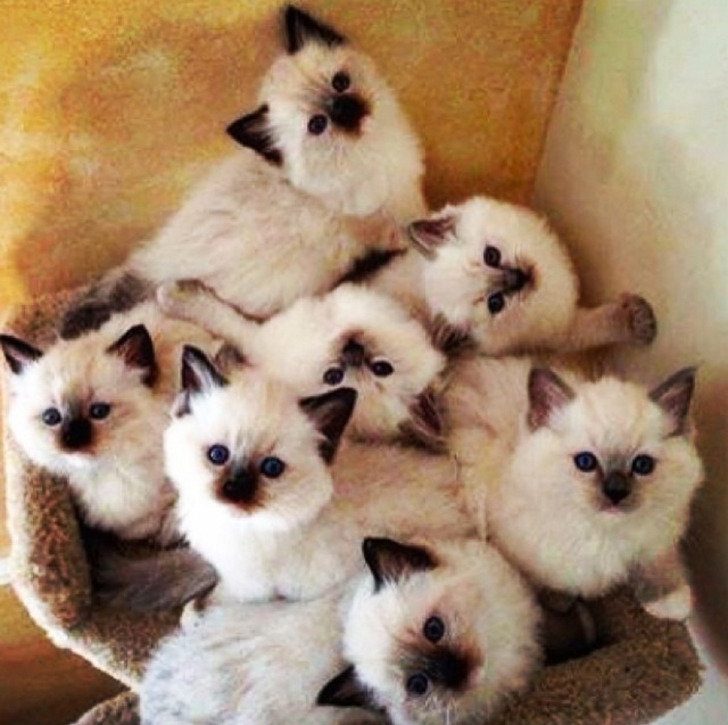 litter Himalayan kittens