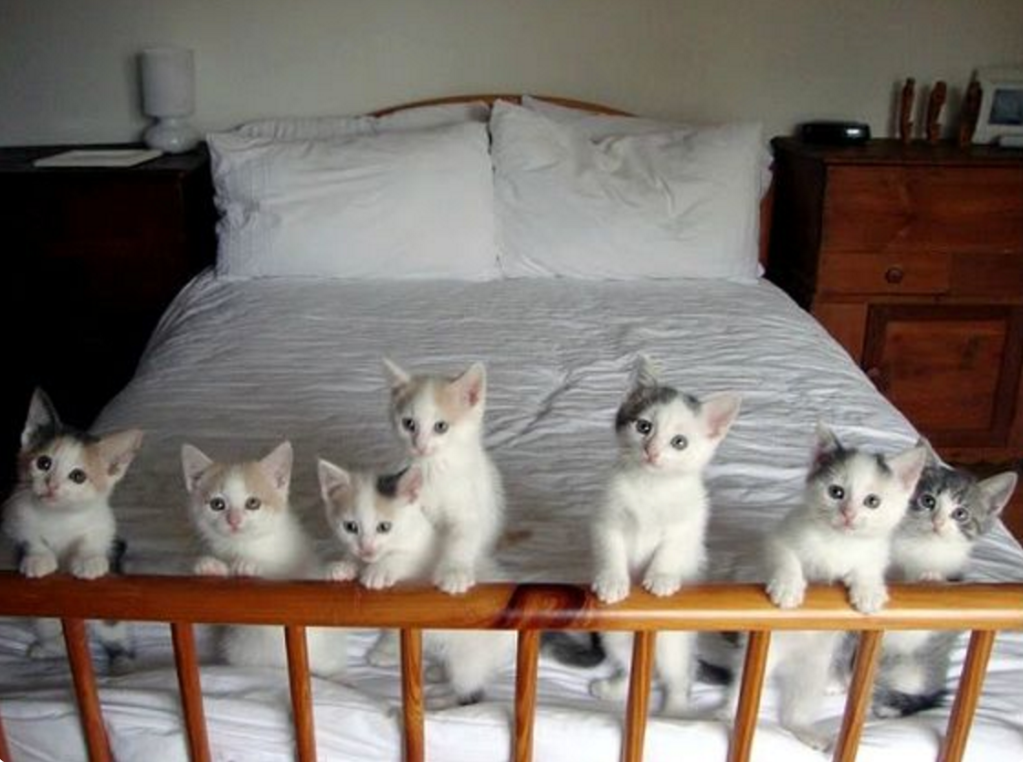 Screen Shot 2016 03 10 At 4.55.13 Pm