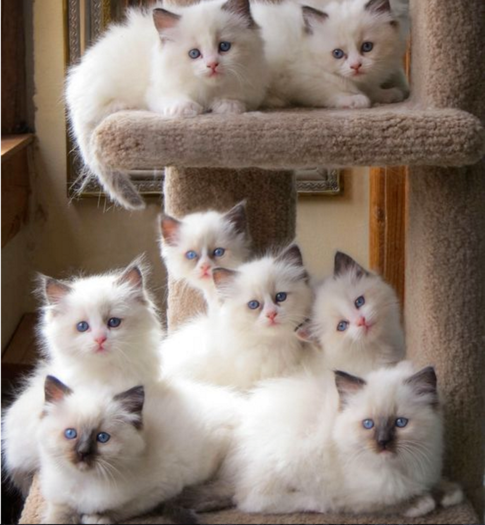 litter fluffy white kittens