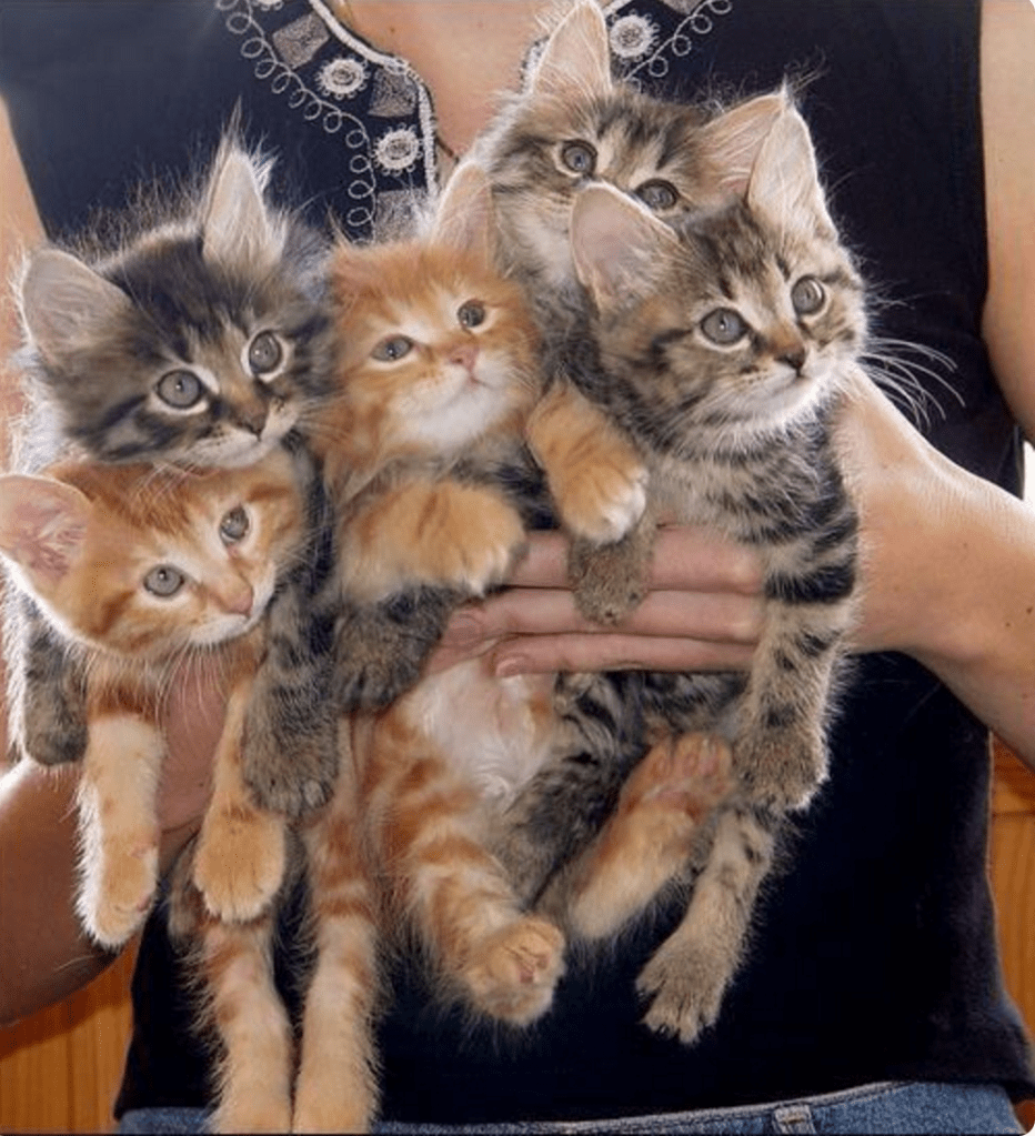 litter armful striped littens