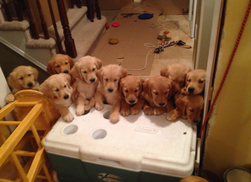 litter golden retrievers