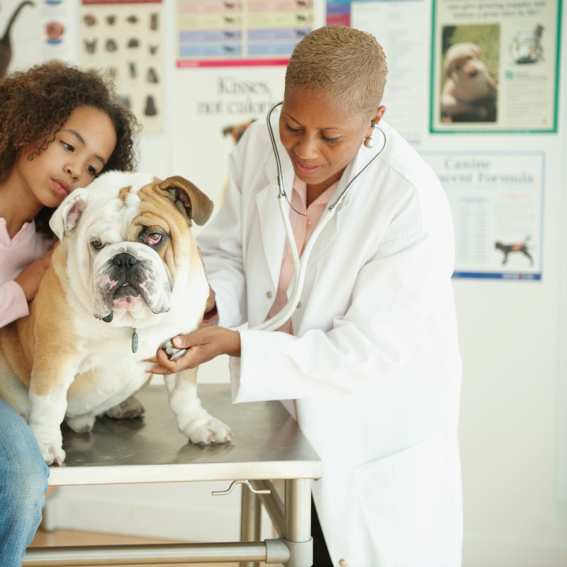 Eyebrow Shape Veterinarian