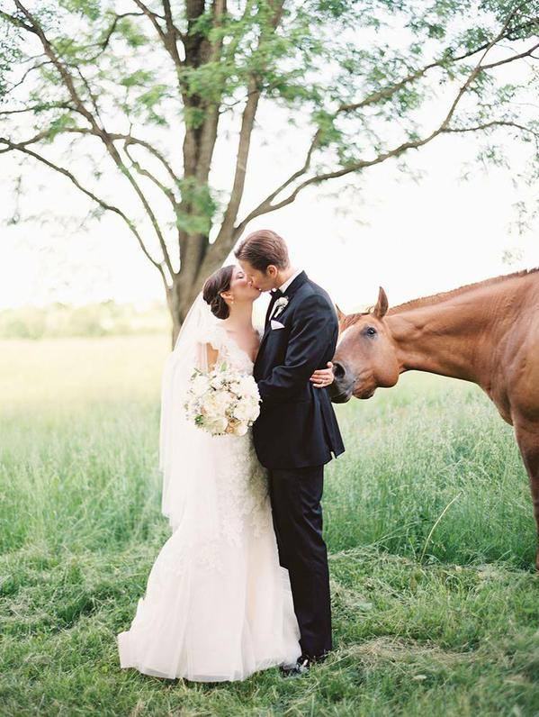 Groom Horse