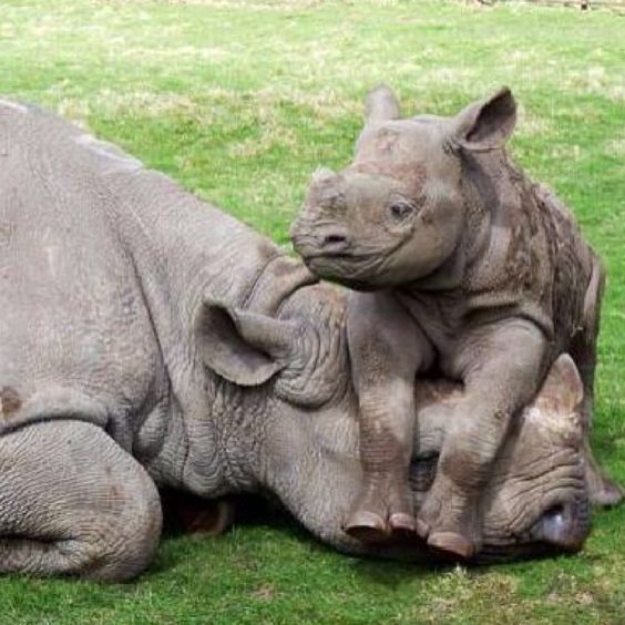 Baby Rhino Atop Moms Head