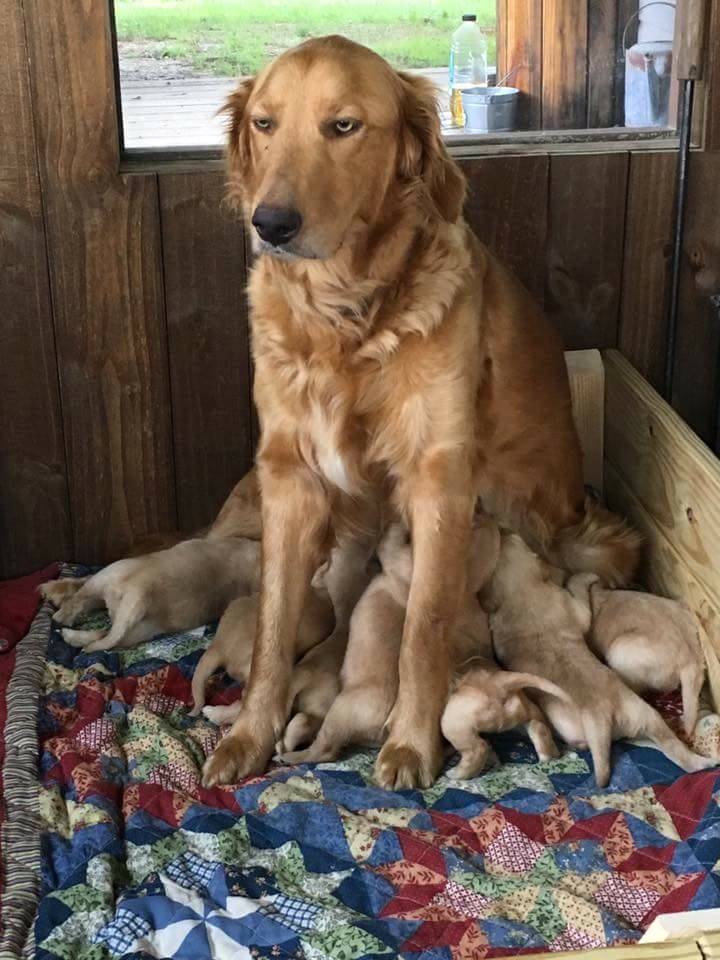 Dog Mom Nursing Puppies