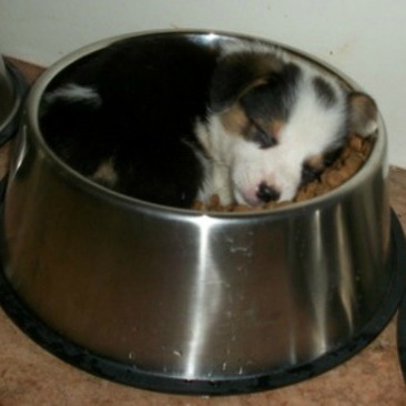 Dog Napping In Food Bowl