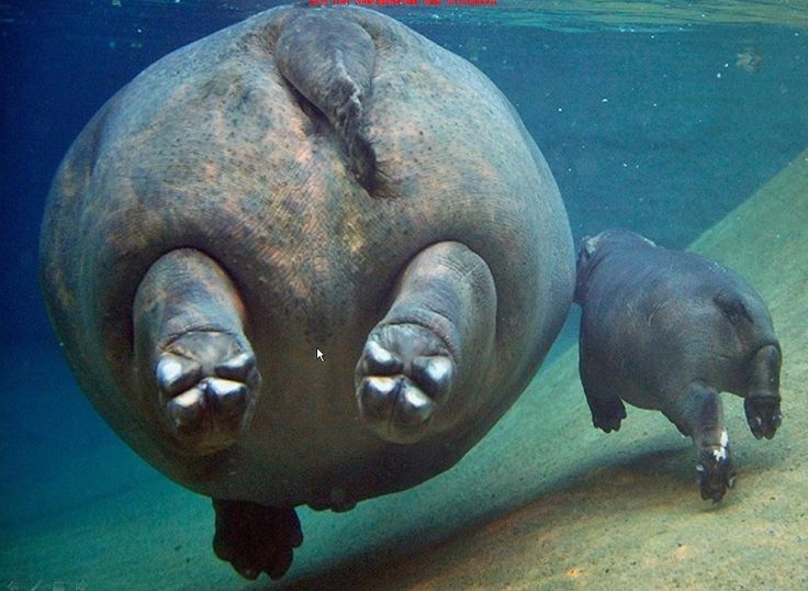 Hippos Swimming Away